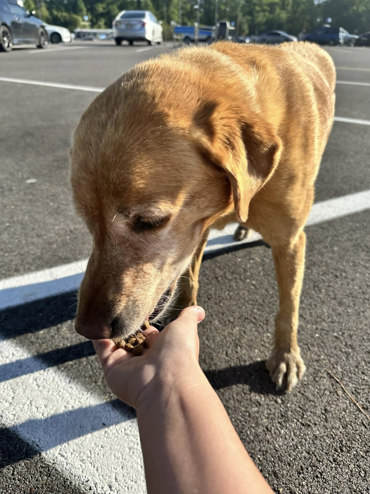 The dog eats crackers from the woman's hand
