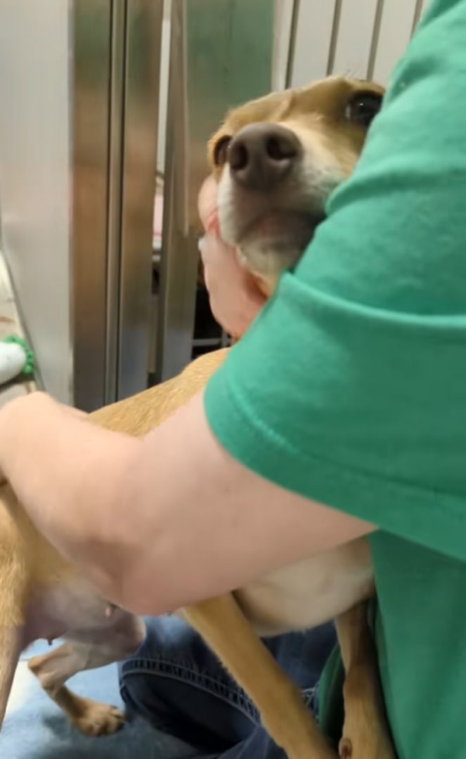 The dog enjoys being hugged by a woman