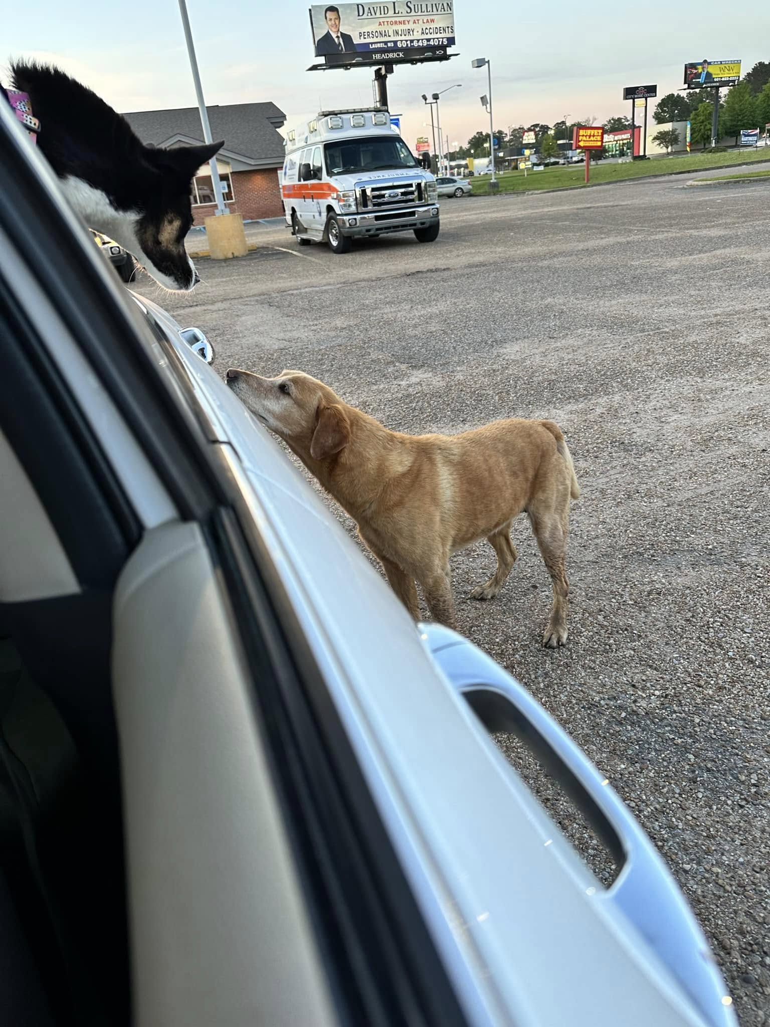 The dog in the car looks at the dog next to the car