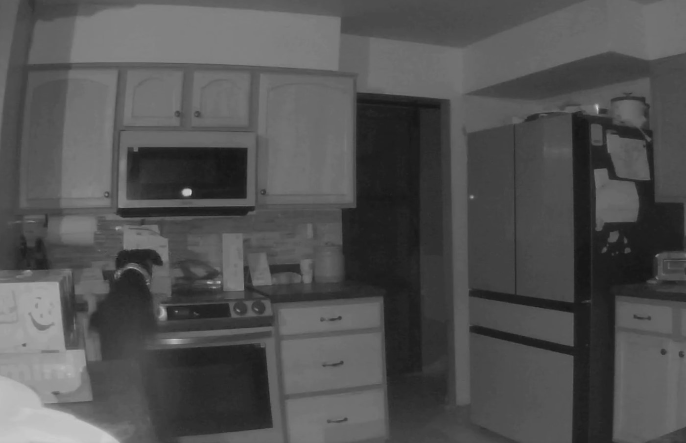 The dog is climbing into the kitchen