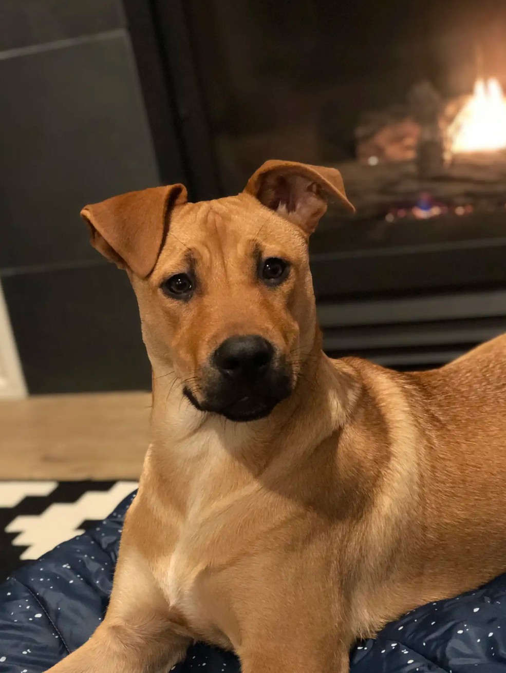 The dog is lying by the fireplace