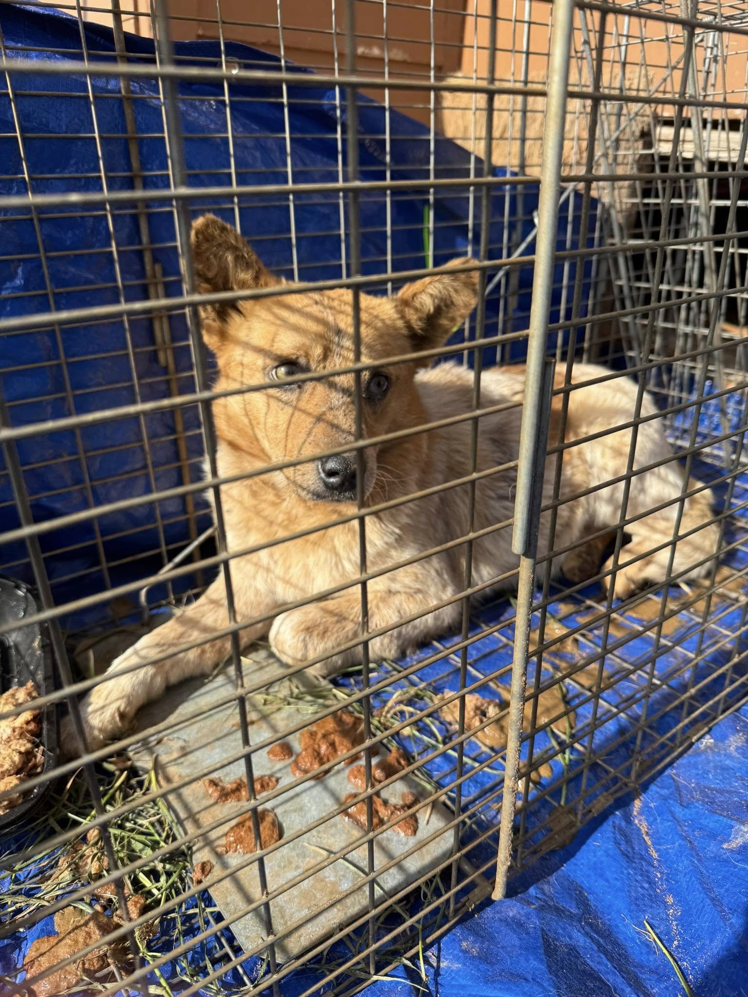 The dog is lying in a cage and looking around