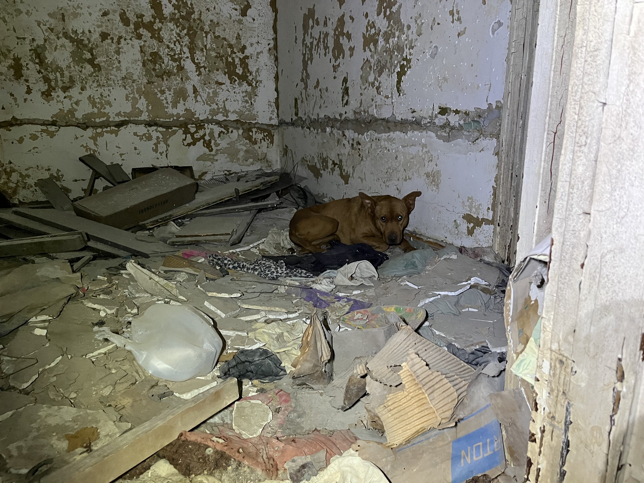 The dog is lying in an abandoned house