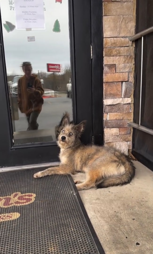 The dog is lying in front of the door
