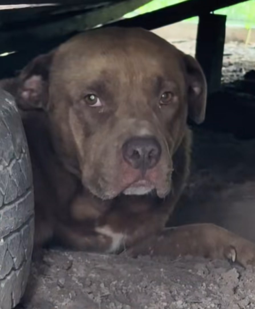 The dog is lying next to the tire