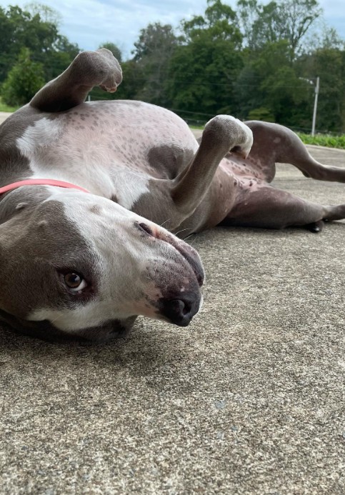 The dog is lying on its back on the sidewalk
