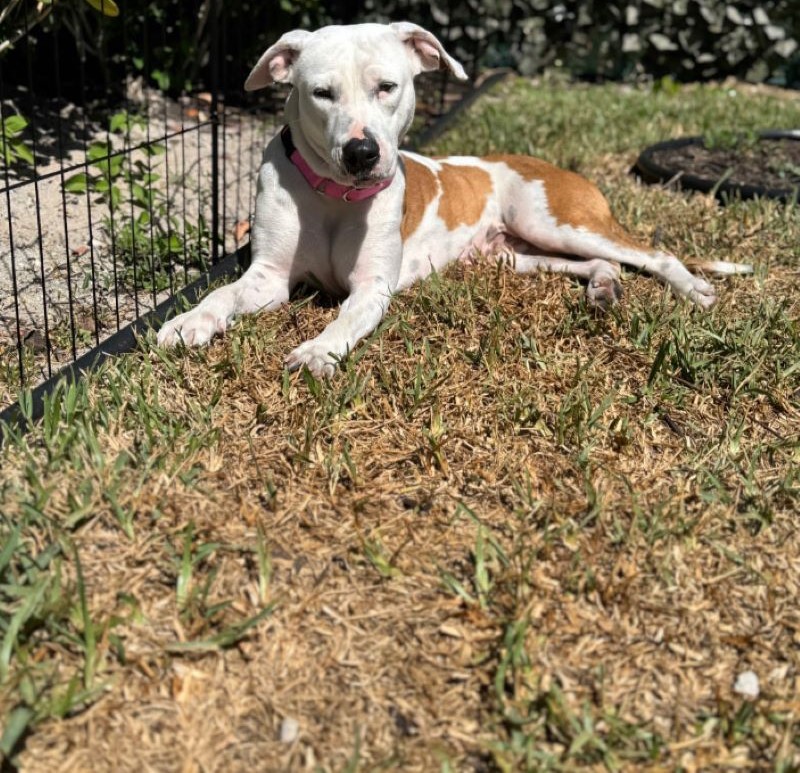 The dog is lying on the grass next to the fence