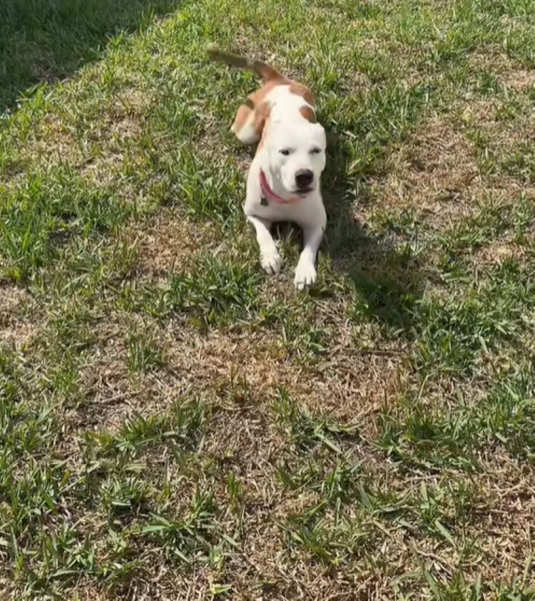 The dog is lying on the grass