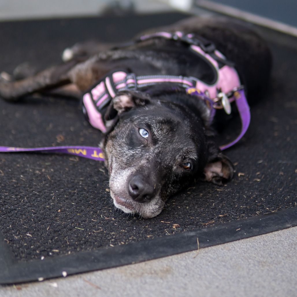 The dog is lying on the mat