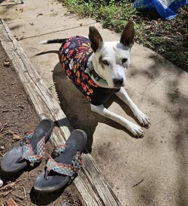 The dog is lying on the sidewalk