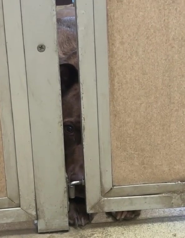 The dog is peeking through the door