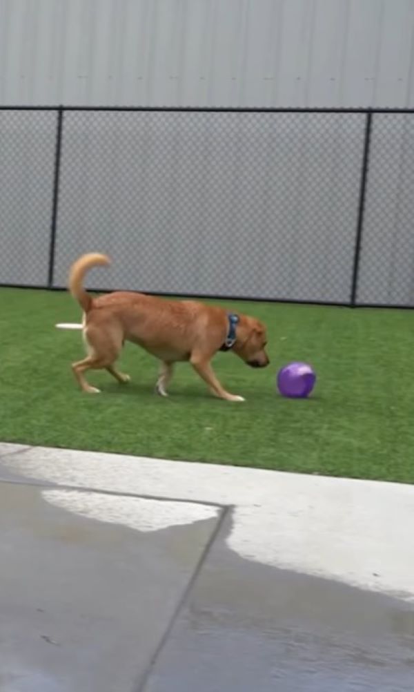The dog is playing with a ball in the yard
