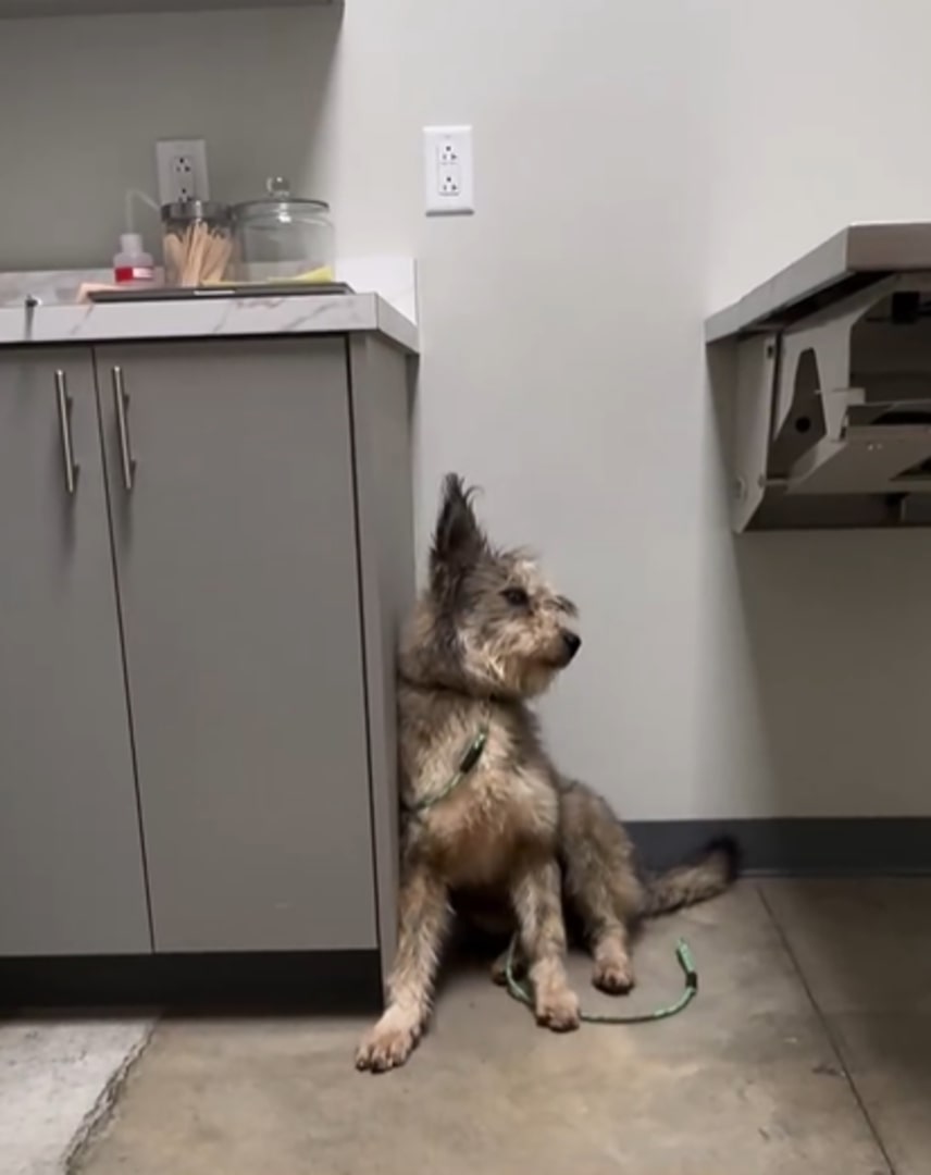 The dog is sitting by the kitchen