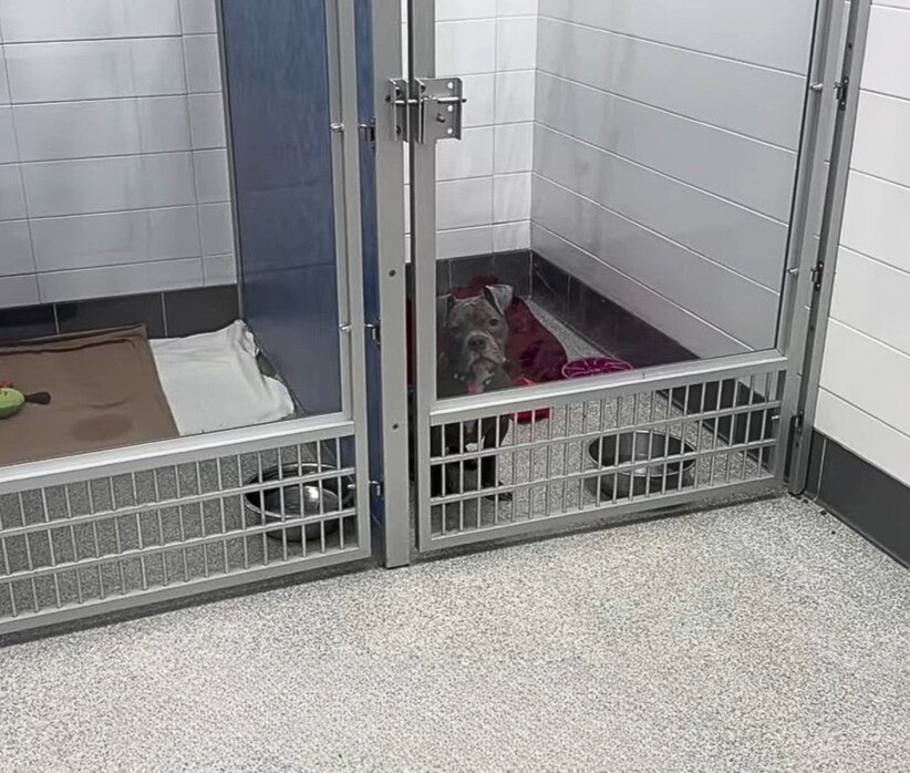 The dog is sitting in the shelter