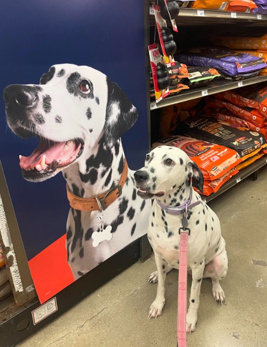 The dog is sitting in the store next to the poster