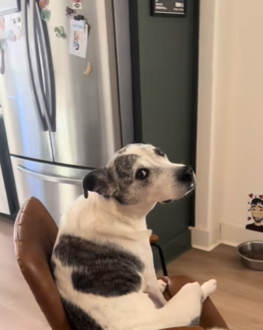 The dog is sitting on a chair and turning its head