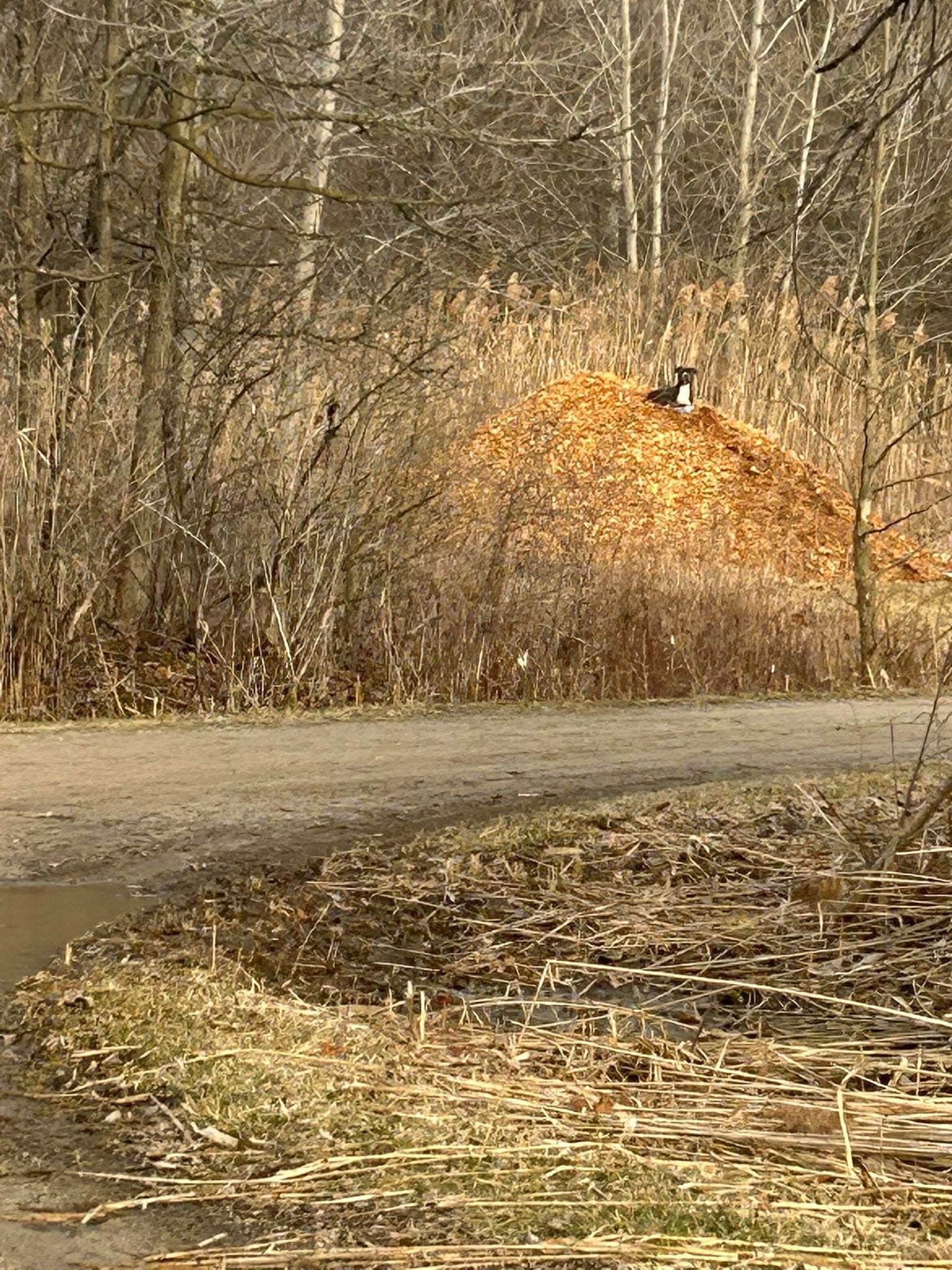 The dog is sitting on a hill