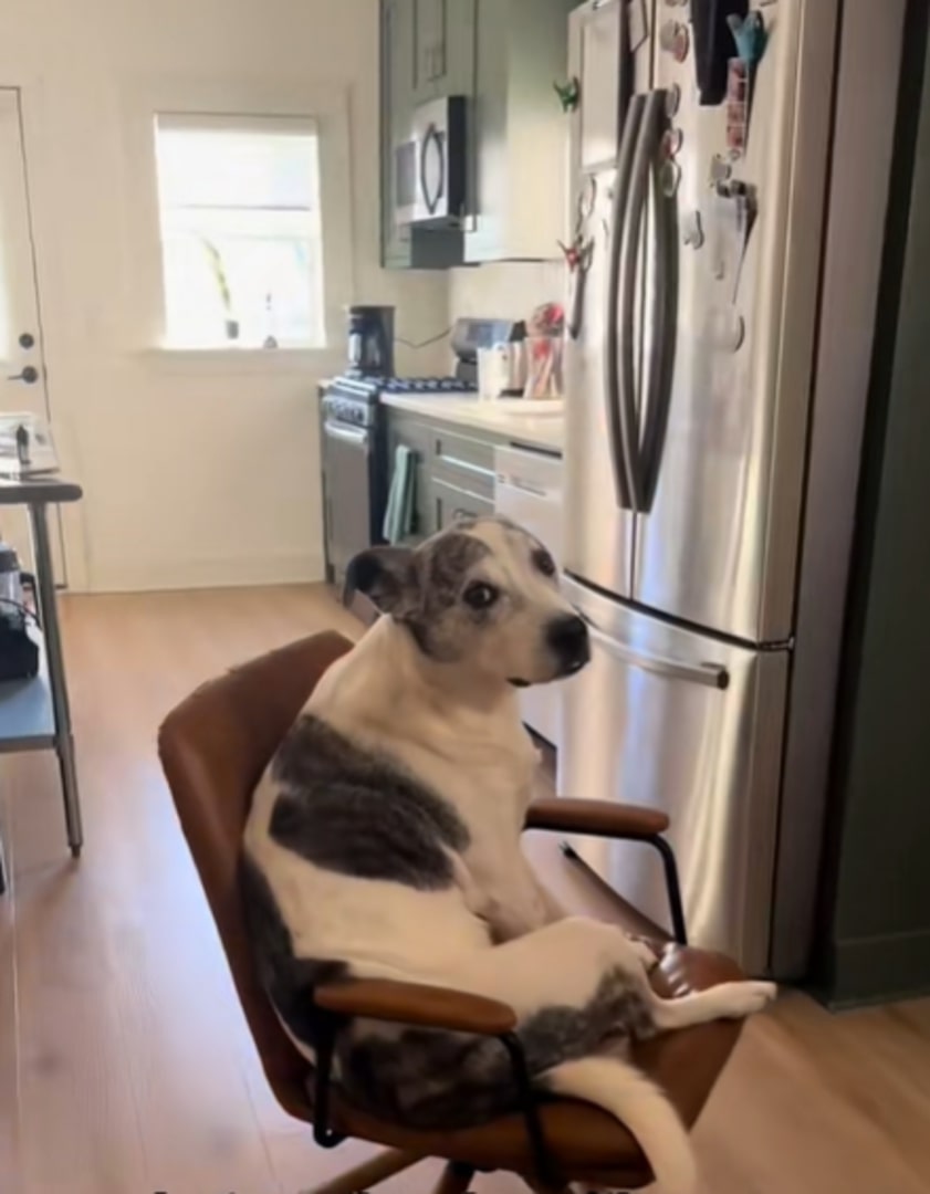 The dog is sitting on the chair