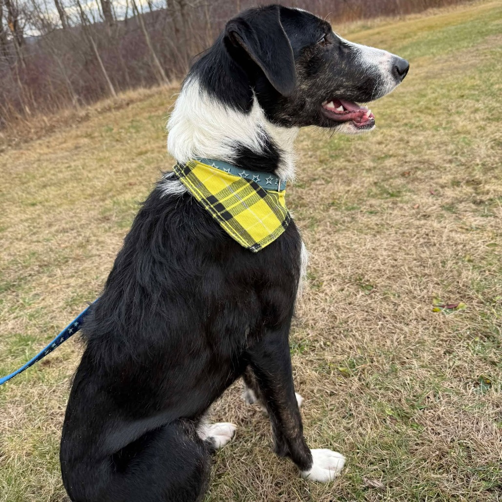 The dog is sitting on the grass and looking into the distance