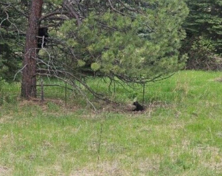 The dog is sitting under the tree