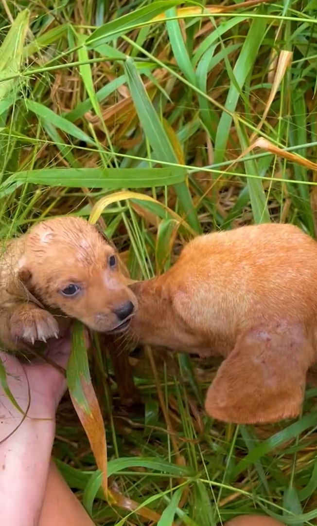 The dog is sniffing its little puppy