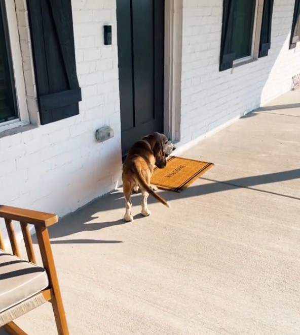The dog is standing in front of the door