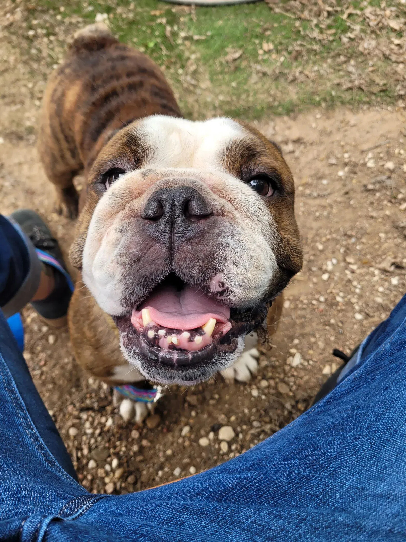 The dog is standing in front of the man