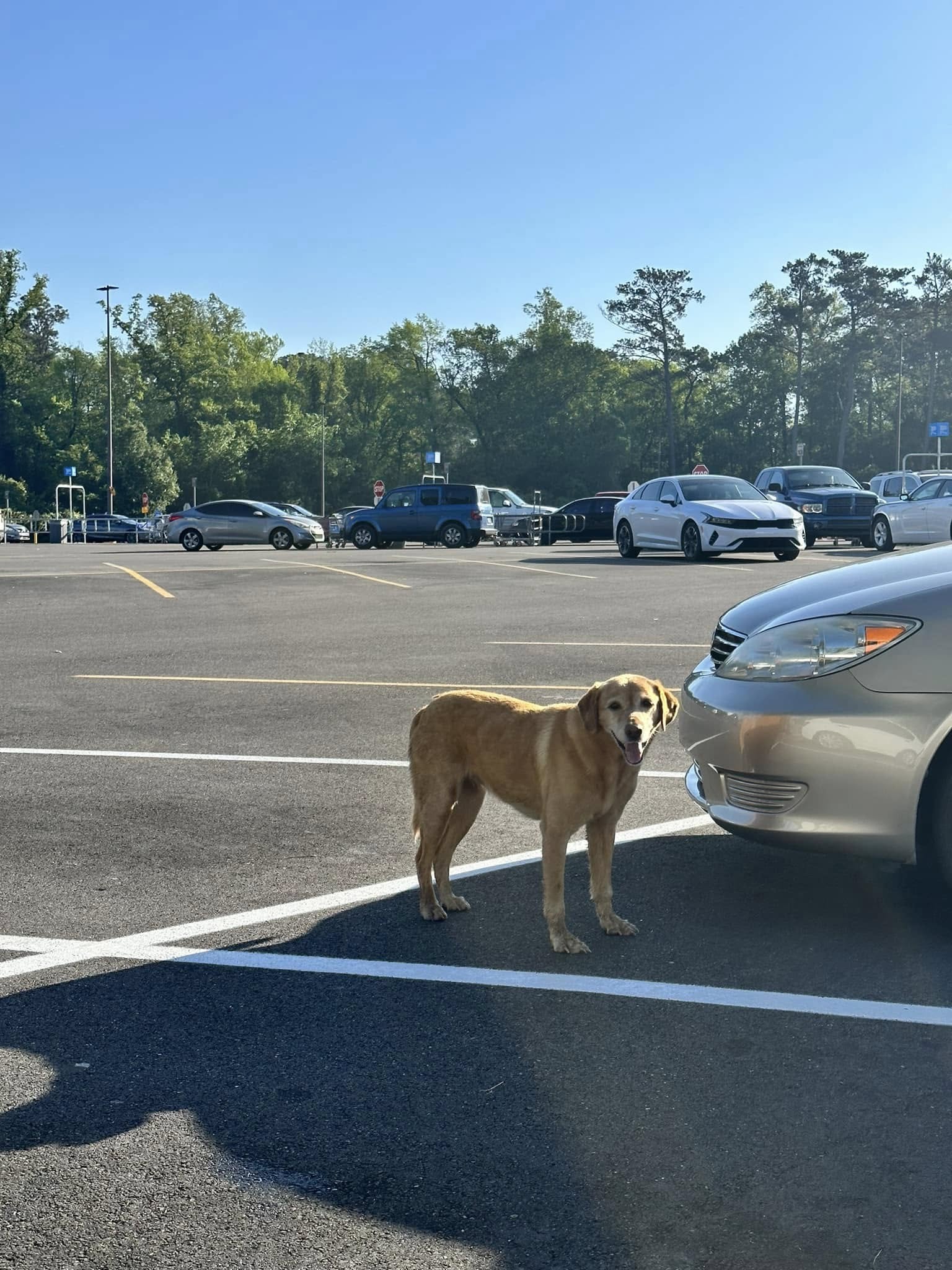 The dog is standing in the parking lot