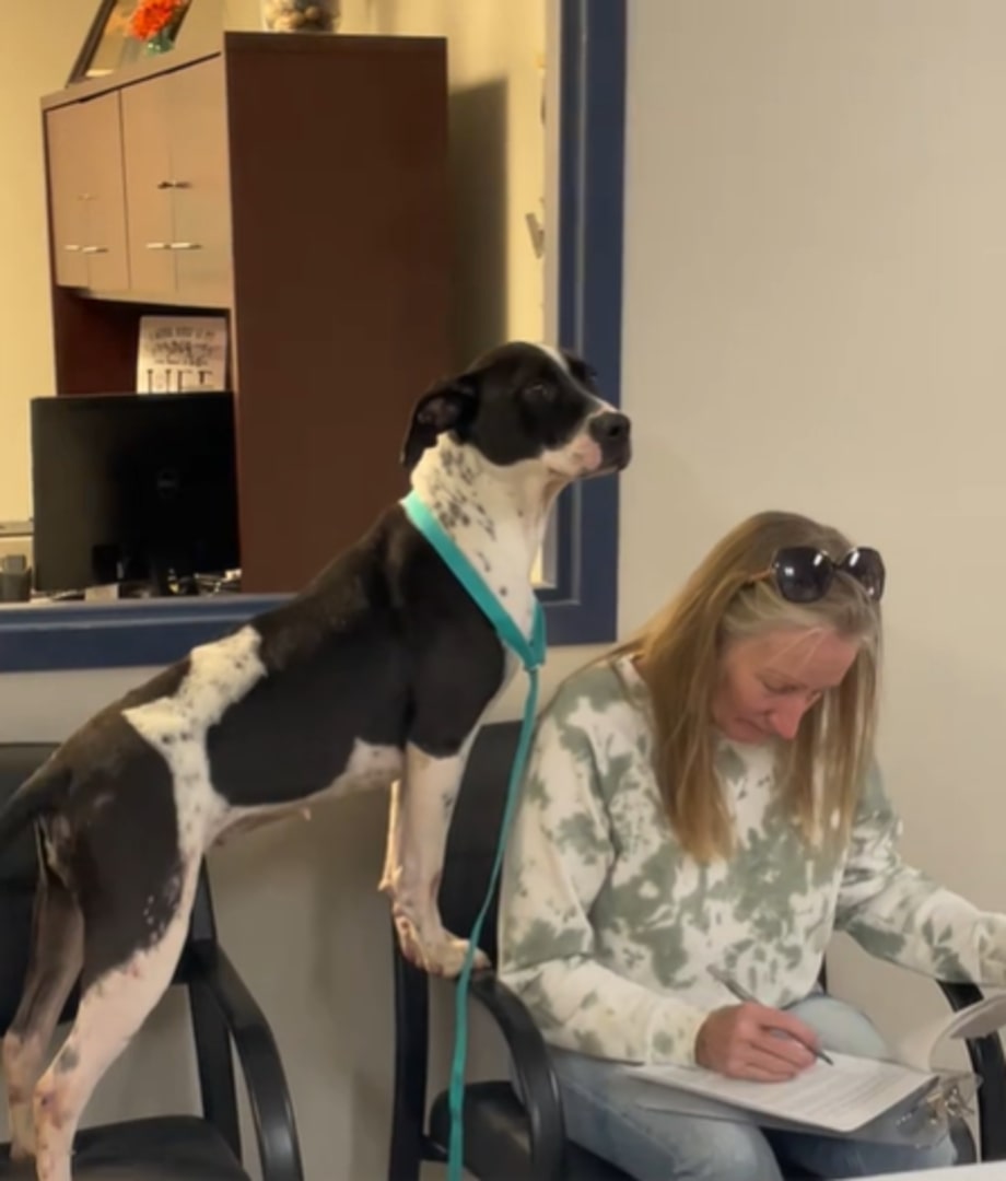 The dog is standing on a chair next to the woman