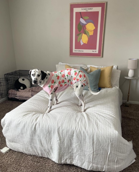 The dog is standing on the bed