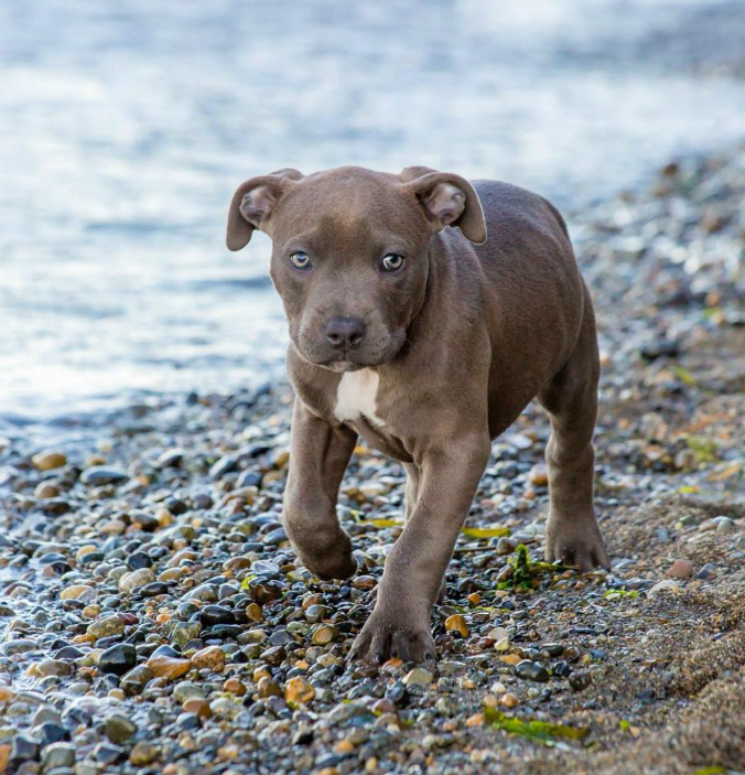 The dog is walking along the beach