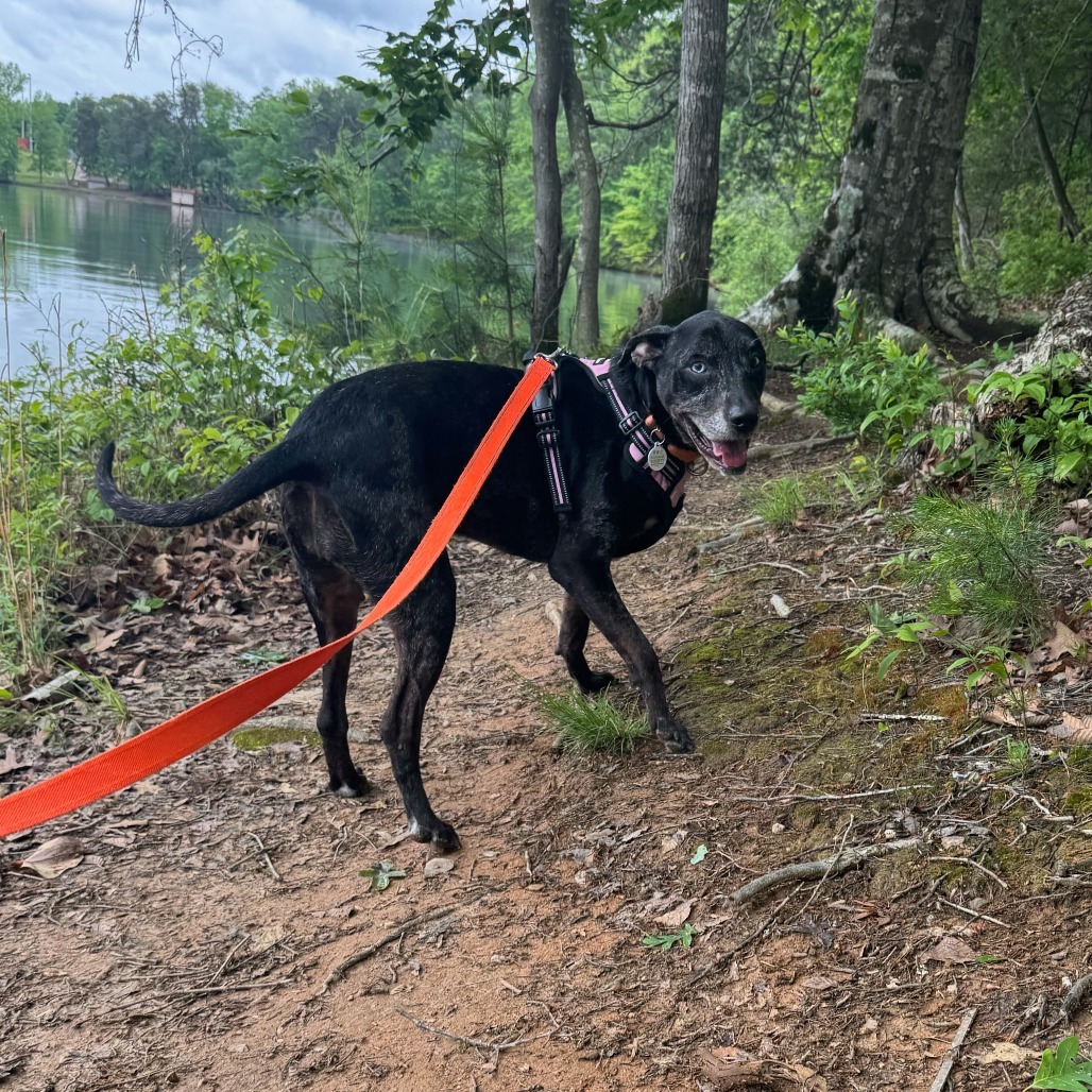 The dog is walking through the forest