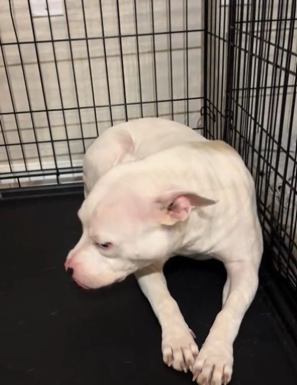 The dog turned its head in the cage