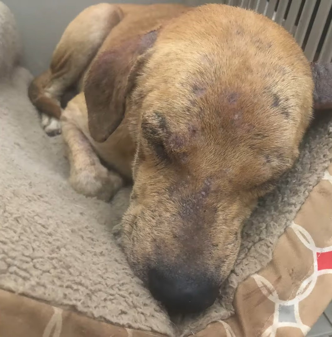 The dog with scabs on its head is sleeping