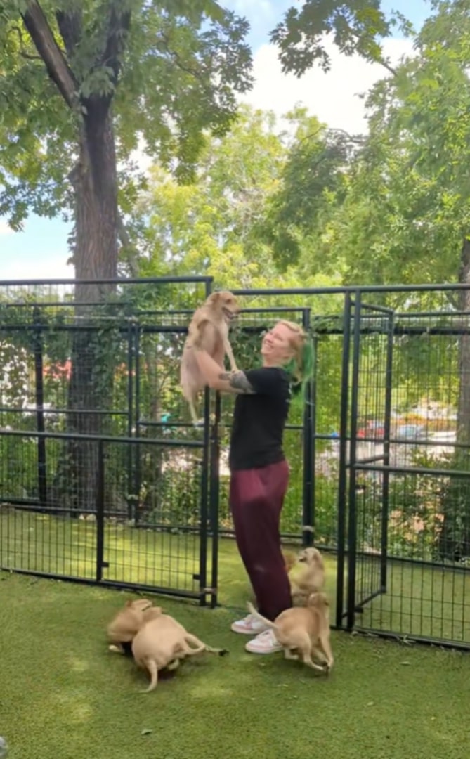 The dogs are running around the woman while she picks one up