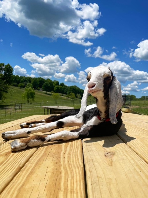 The goat is lying on the table