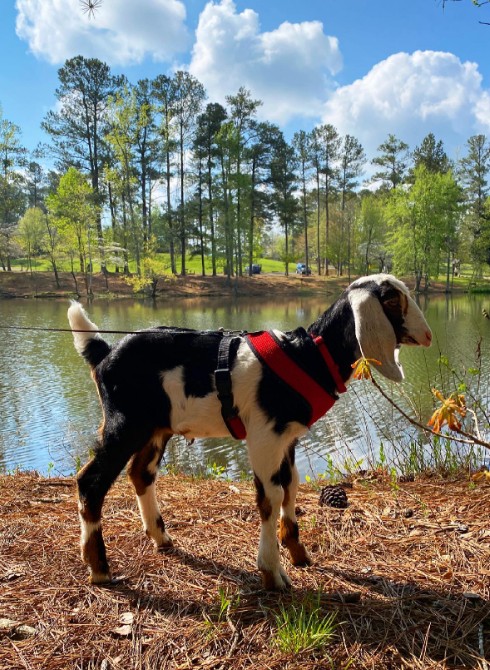 The goat is standing by the lake