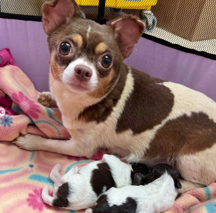 The puppy is lying down, the mother is nursing him