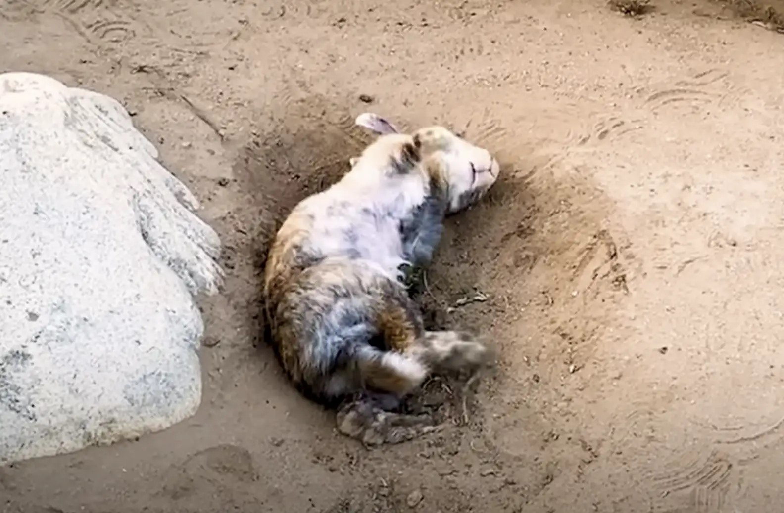 The rabbit is lying in the sand