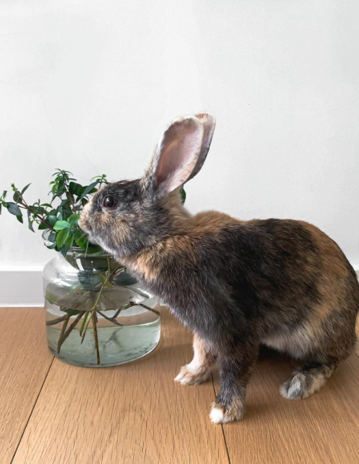 The rabbit is smelling the flowers