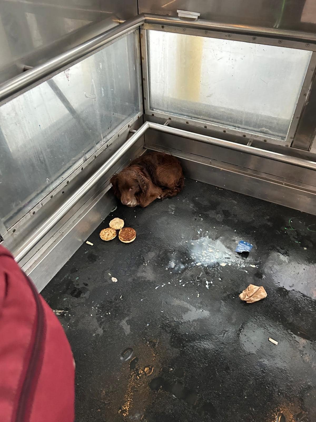 The scared dog is lying down