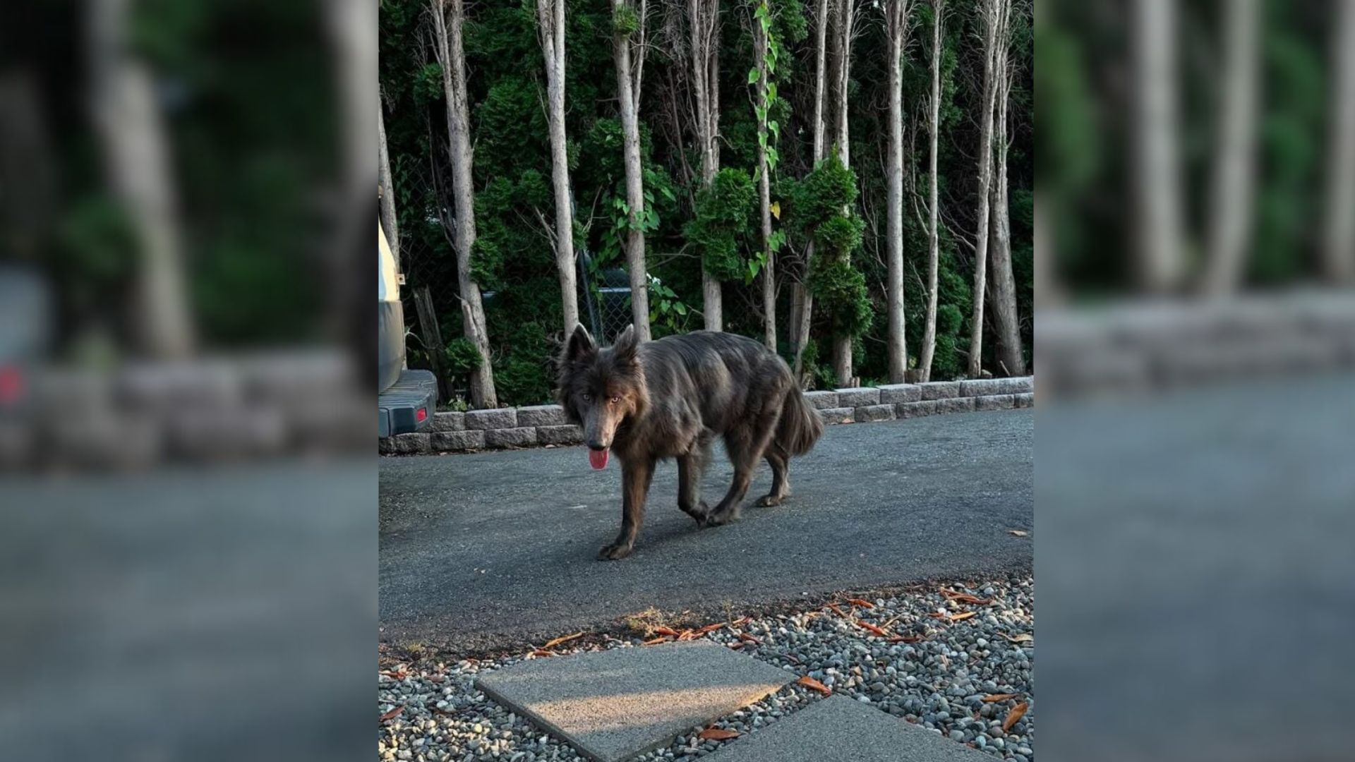 This Rare Pup From Washington With An Unusual Look Leaves The World Wondering What He Really Is