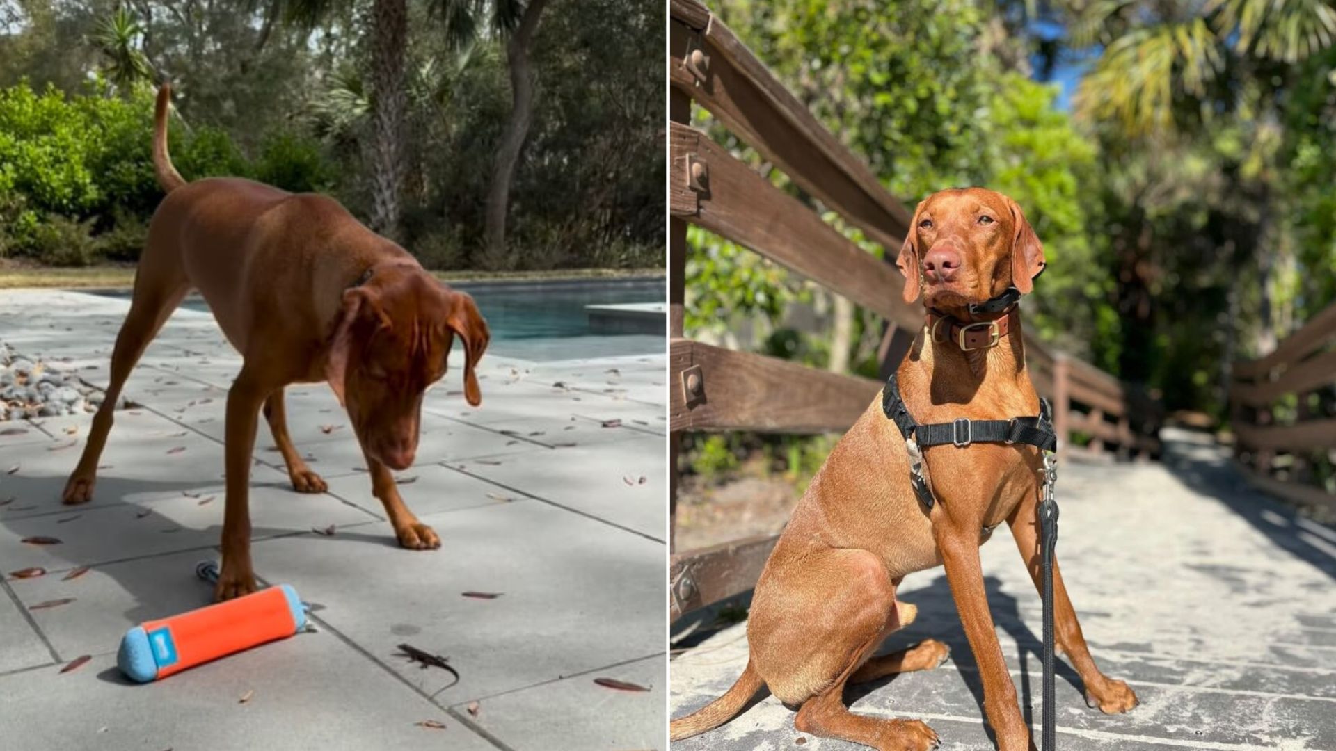 This South Carolina Dog’s Quirky Wildlife Reaction Will Leave You Speechless