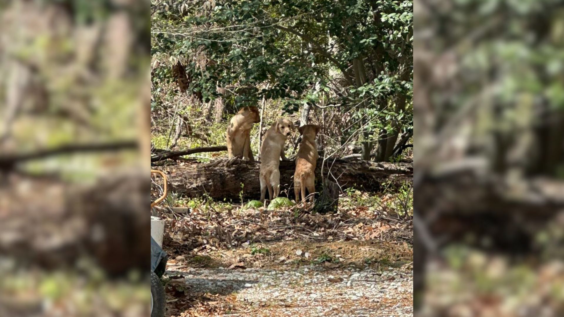 Three Abandoned Puppies Rescued After Neighbor Hears Their Cries In Maryland Woods
