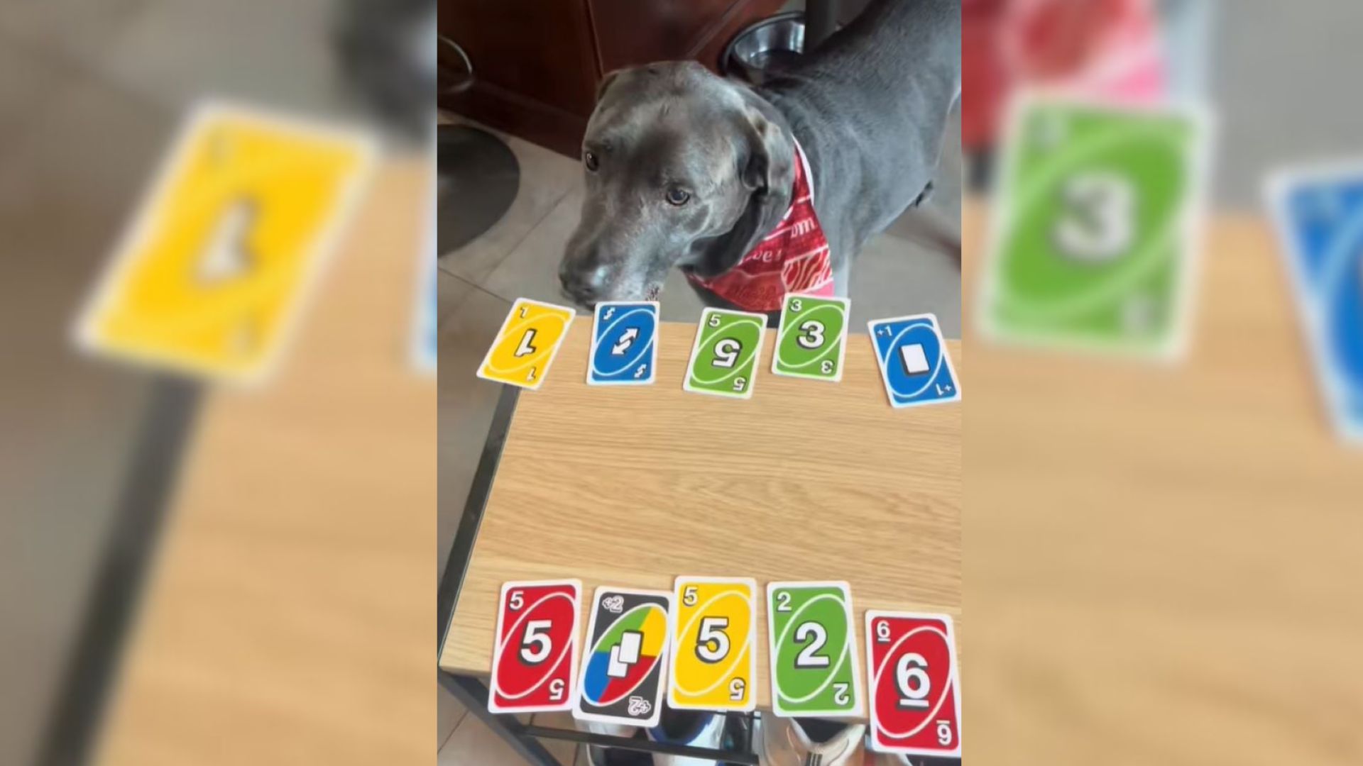 TikTok Explodes After New York Girl Shares Shocking Video Of Dogs Playing Uno