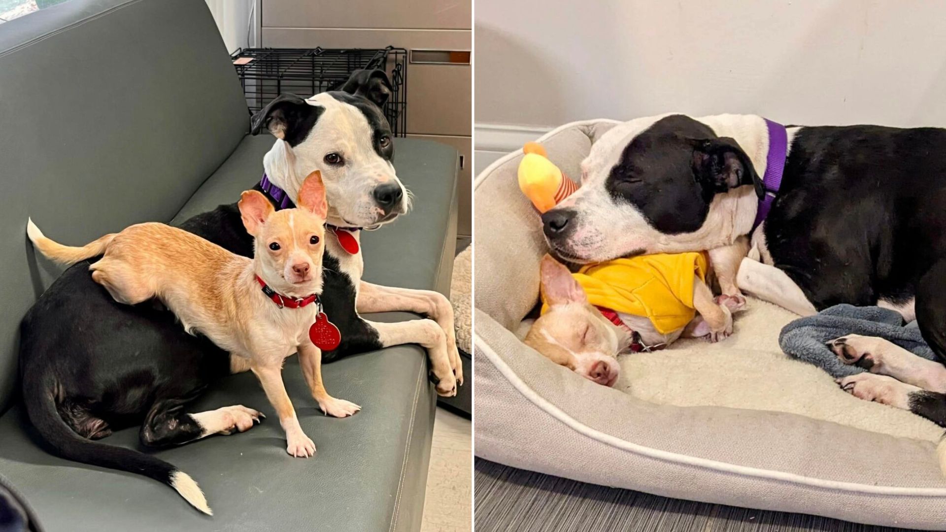 Two Devoted Dogs In Massachusetts Stay Side By Side