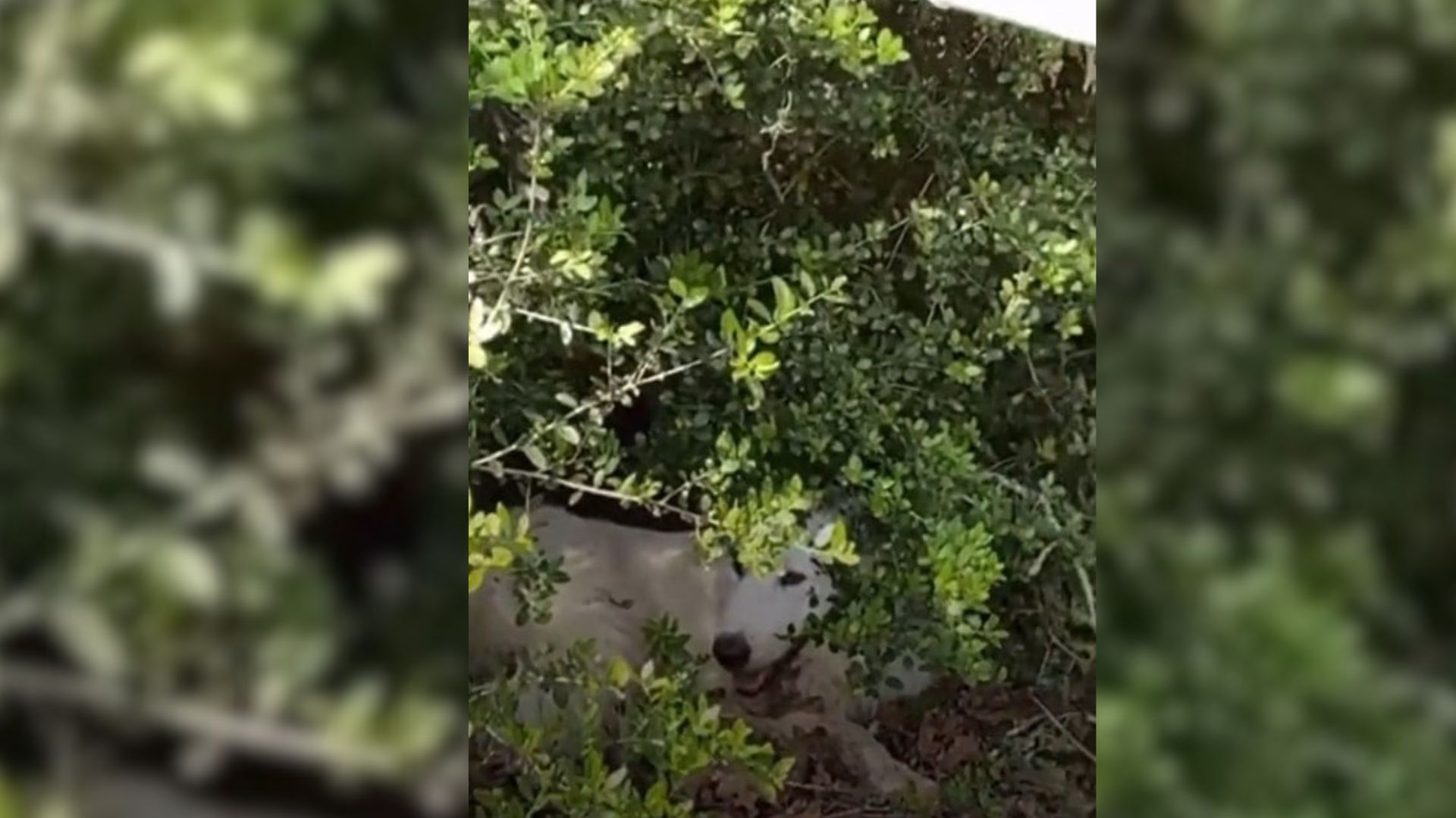 Two Mysterious Eyes In The Texas Bushes Lead To A Life-Changing Surprise