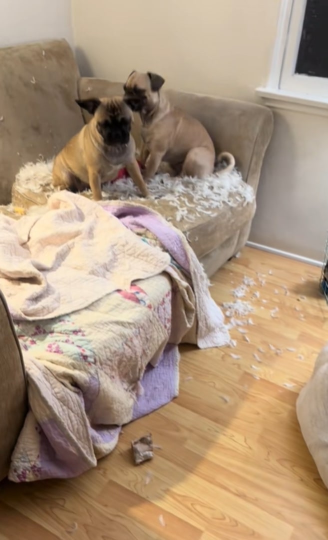 Two pit bulls are sitting at an intersection, feathers ruffled around them