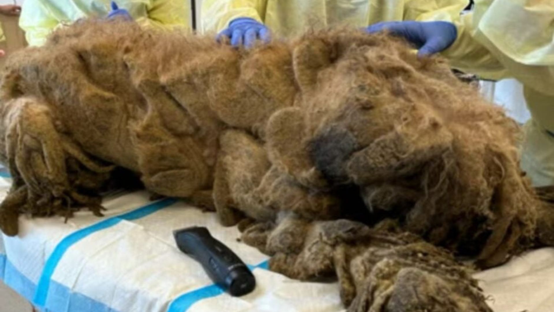 Utah Rescuers Reveal The True Face Of A Pup After Hours Of Careful Grooming