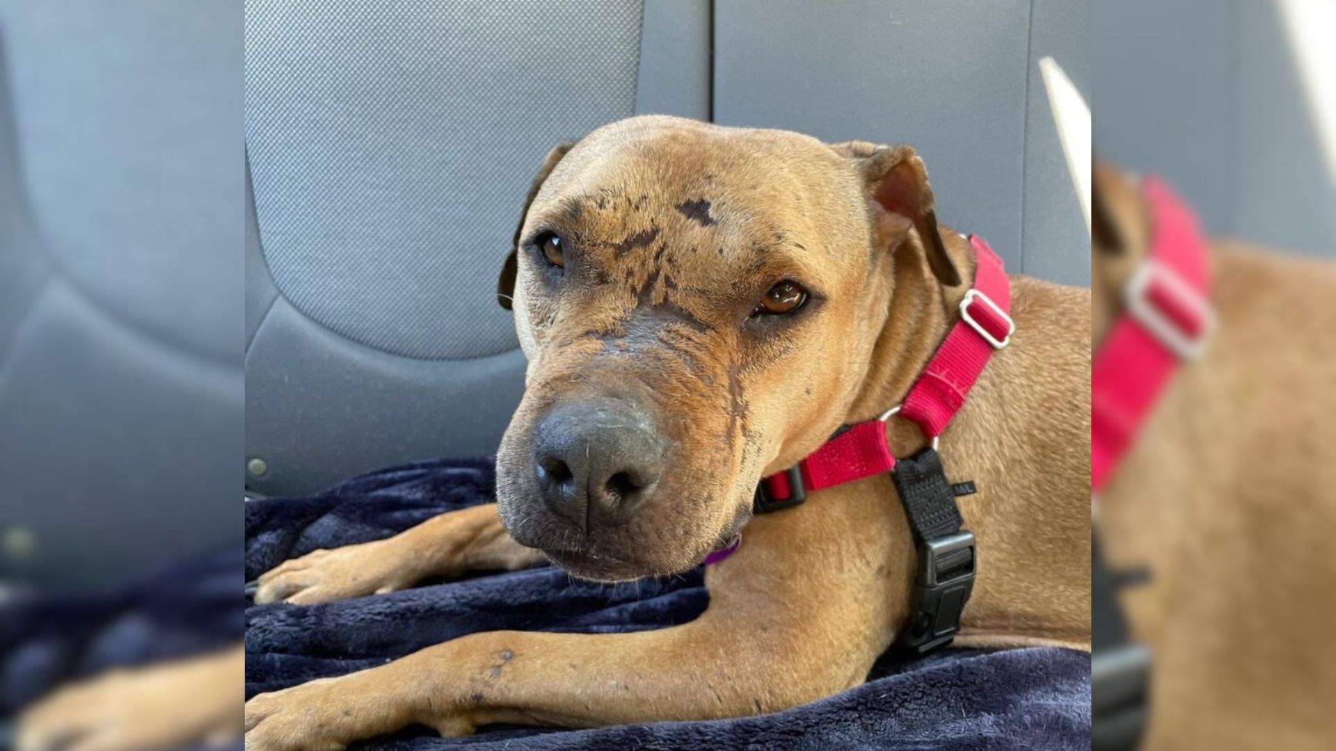 Vermont Family’s Rescue Pup Becomes The Recipient Of Anonymous Gifts From A Secret Admirer